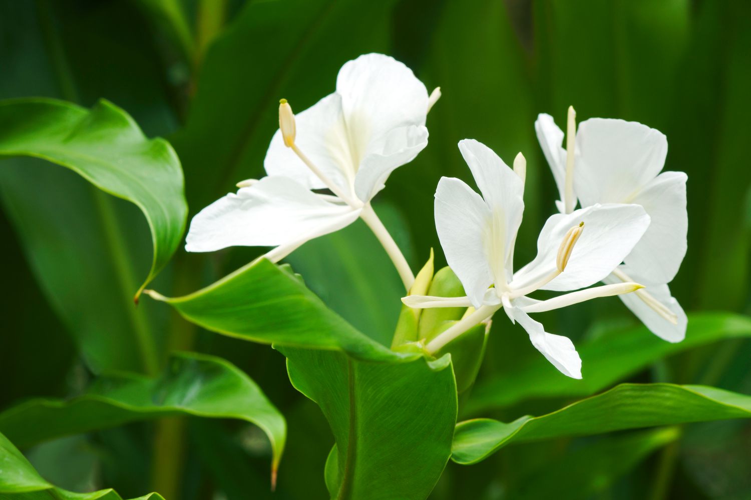White Ginger Lily