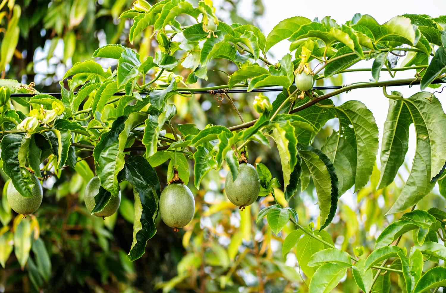Passion fruit hanging on a green leaves tree branch