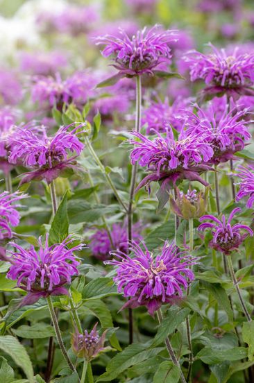 Monarda Violet Queen Plant Bergamot Monarda didyma purple summer flowers