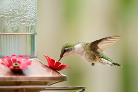 A hummingbird feeding at a red flowershaped feeder