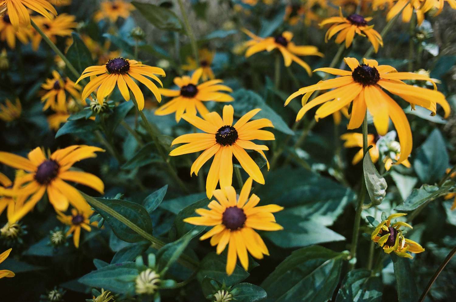 A cluster of blackeyed Susan flowers in bloom with green foliage