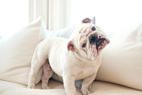 bulldog tilting its head