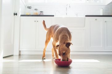 Dog eating from a bowl in a kitchen