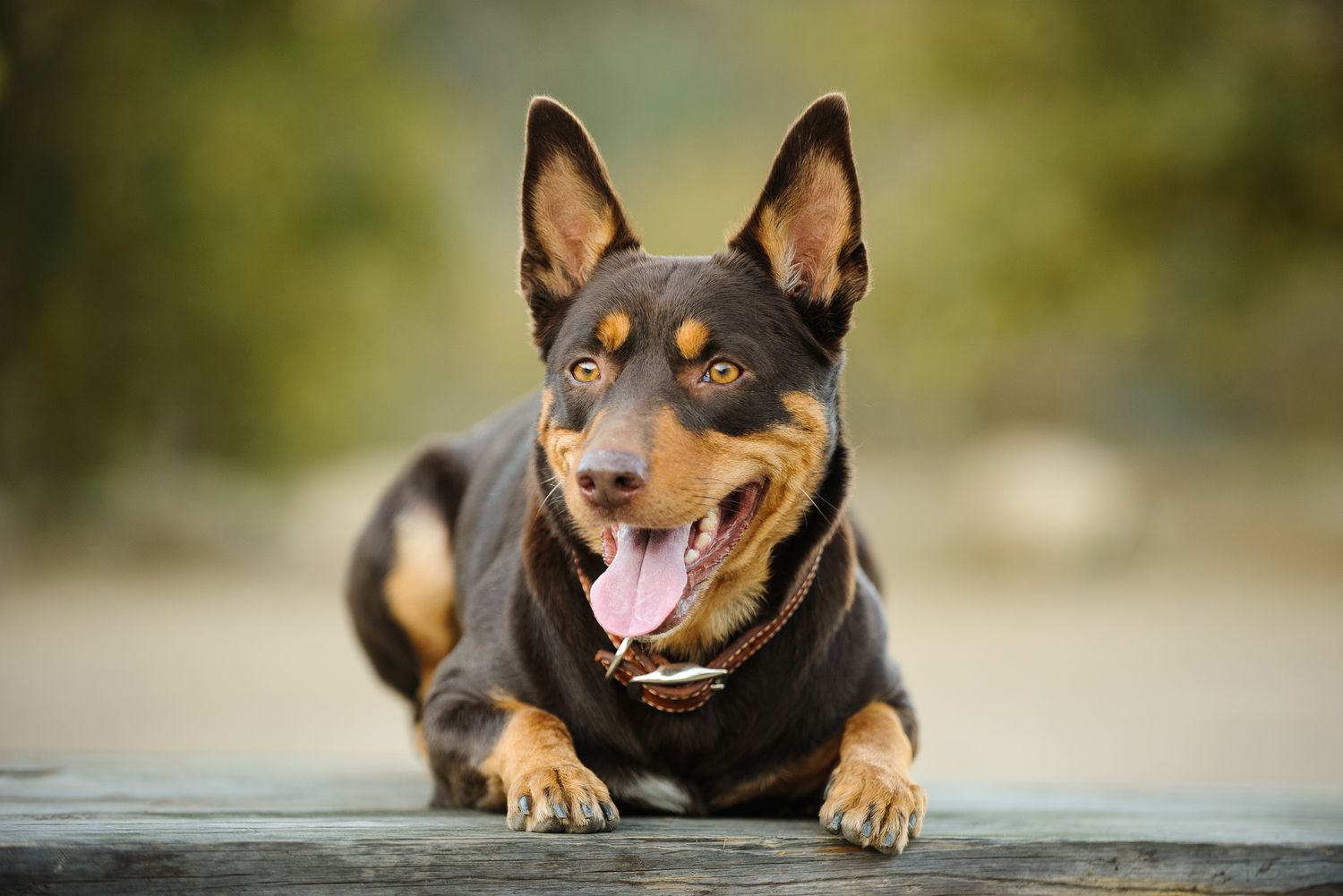 Close-Up of an Australian Kelpie dog laying down. 