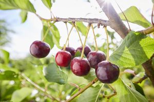 A cluster of cherries hanging on a tree branch