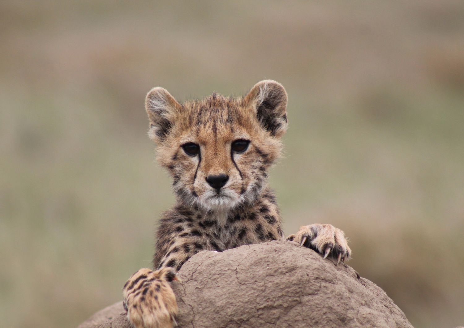 A cheetah cub resting on a rock looking forward