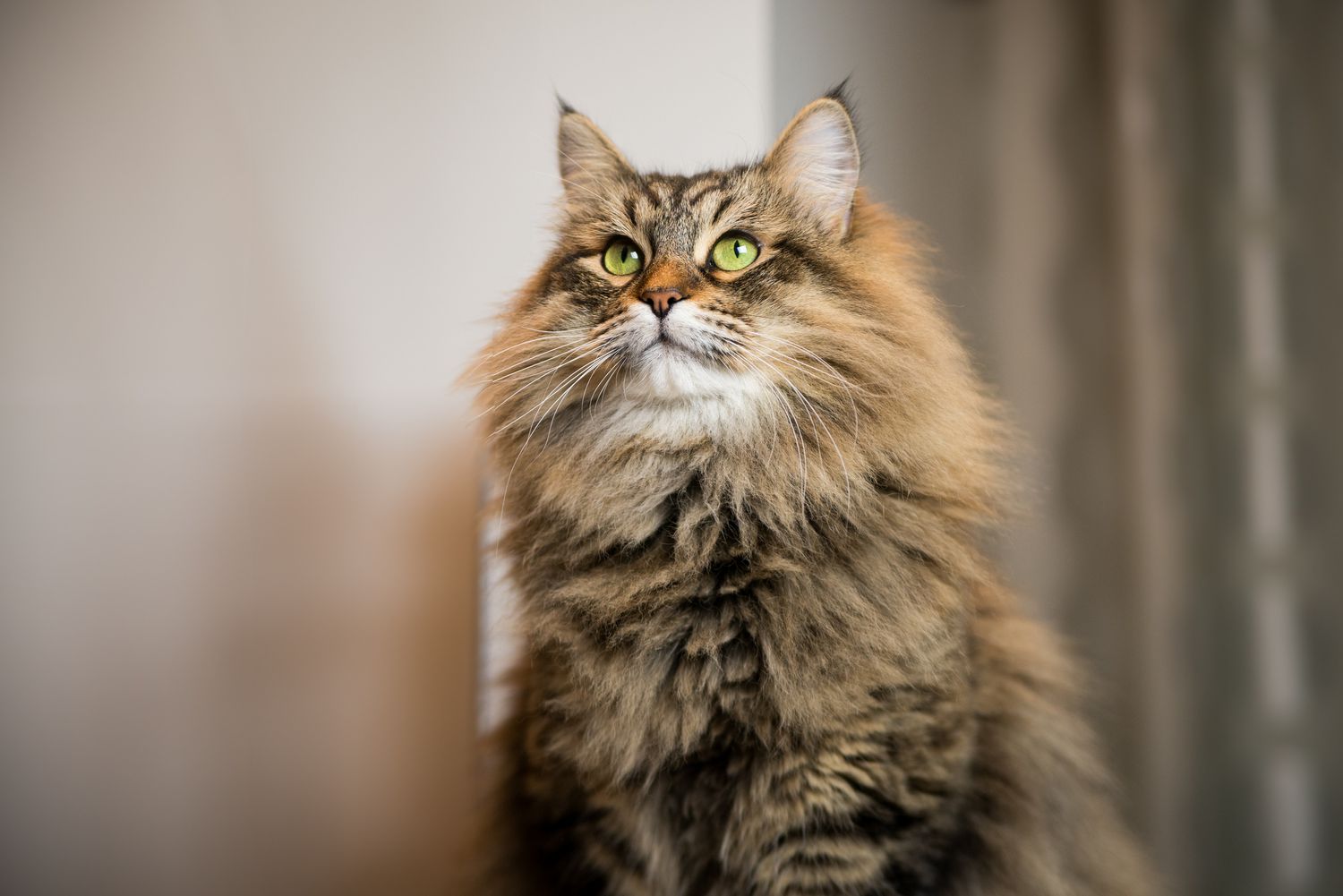 Siberian Cat