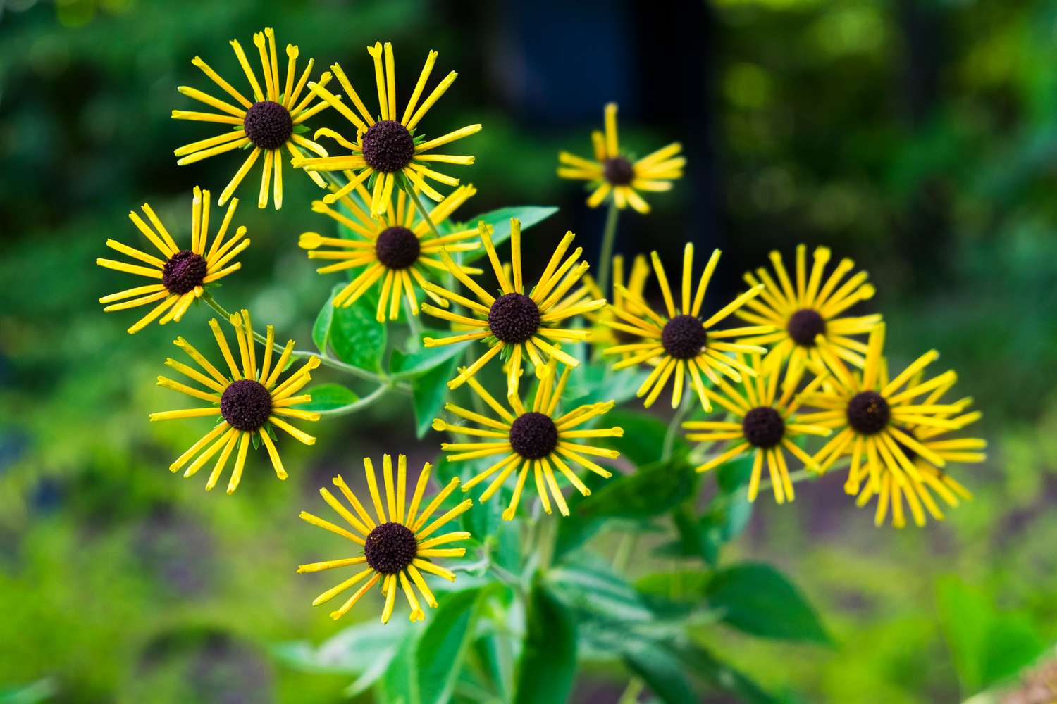 Sweet Coneflower Henry Eilers