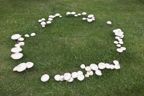 Large mushrooms growing in a fairy ring pattern on a summer day with a green grass and clover background.