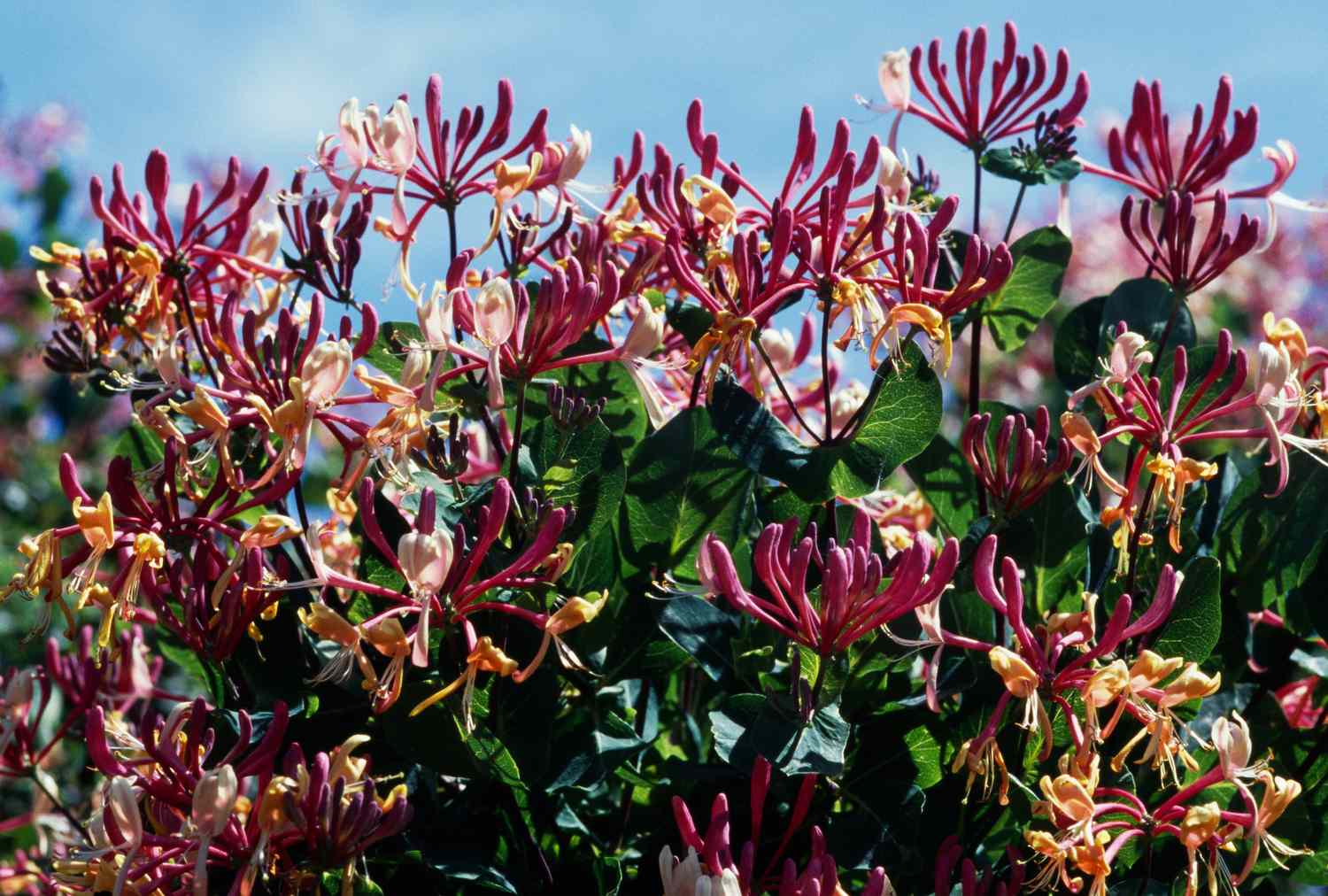 A cluster of Japanese honeysuckle flowers in bloom with green leaves and a blue sky in the background