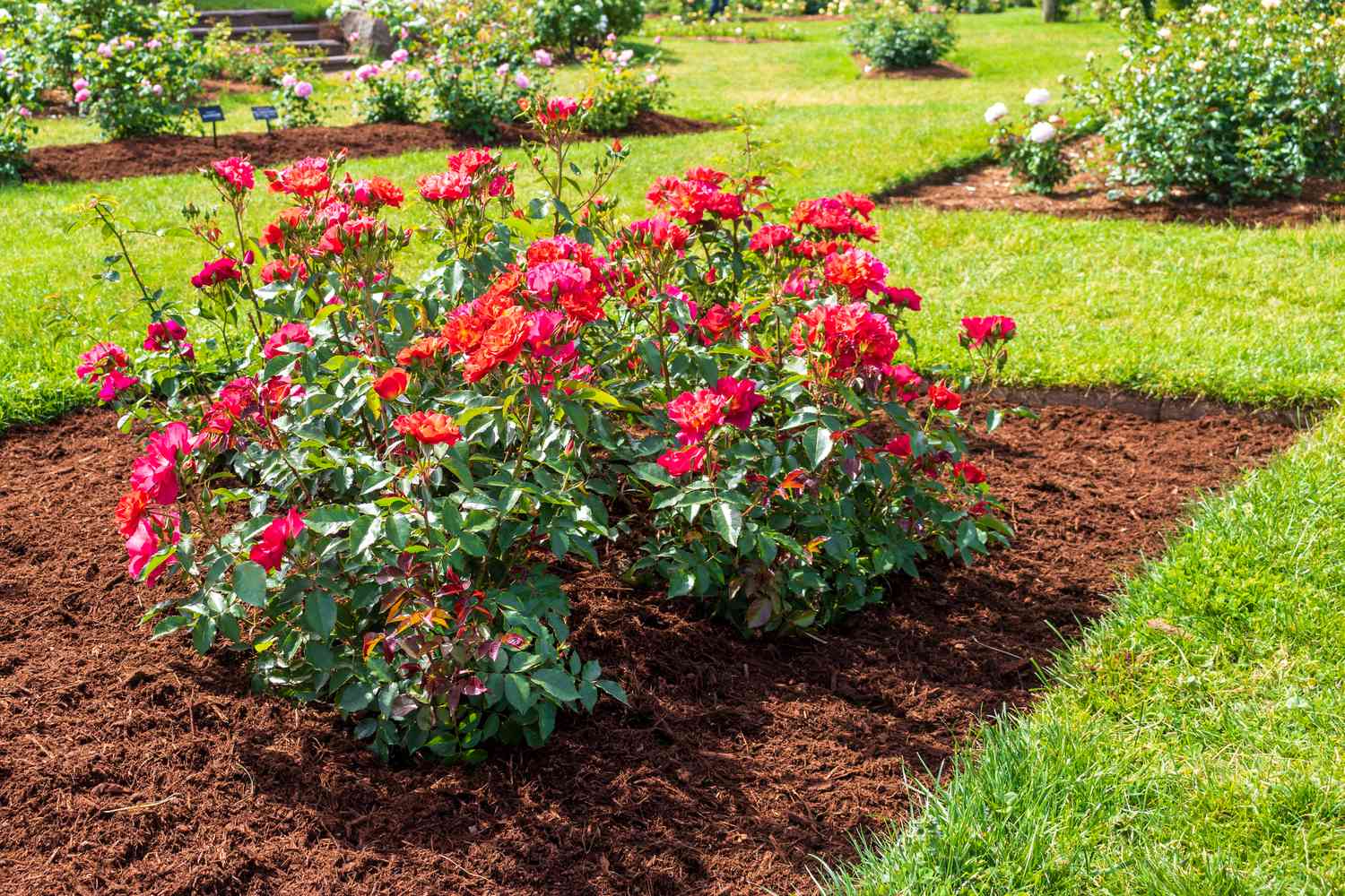 brown mulch in flower garden