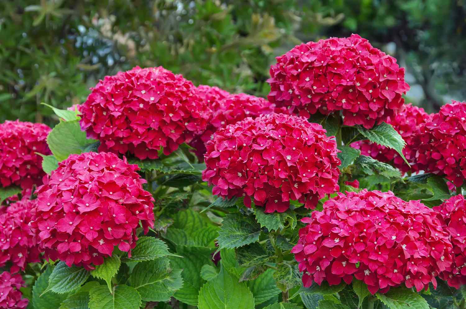 heart throb hydrangea