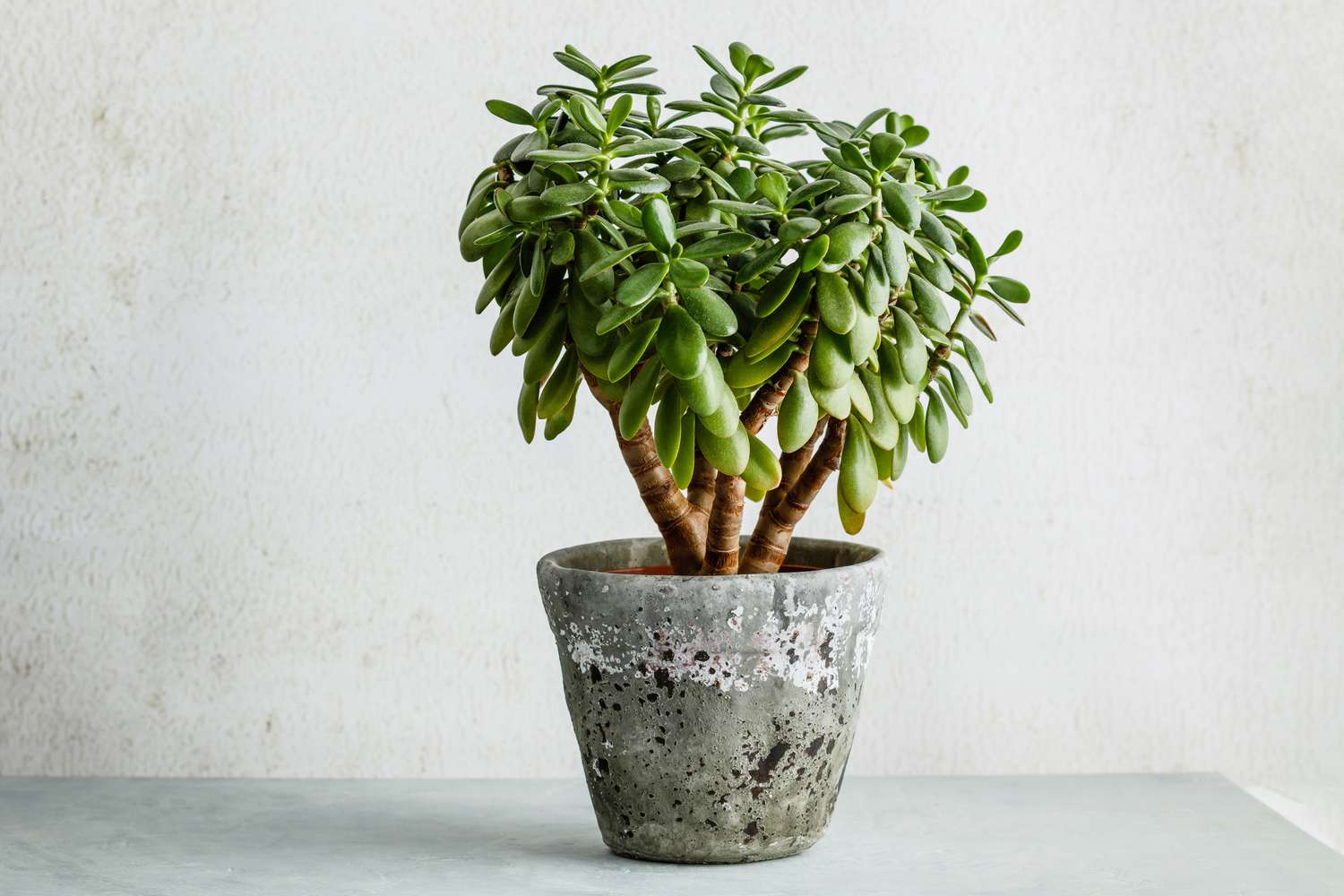 Jade plant