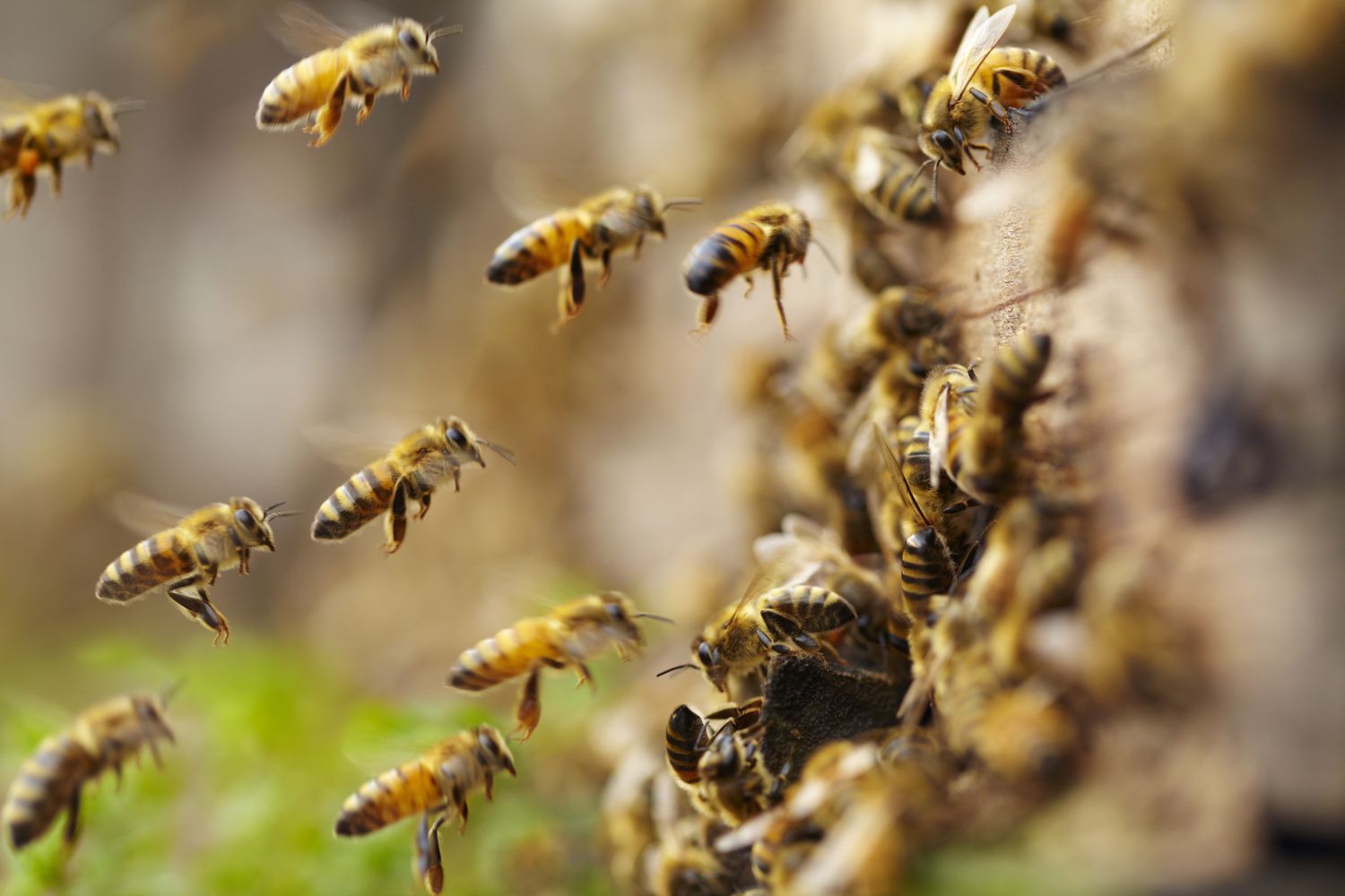 close up of honey bees flying