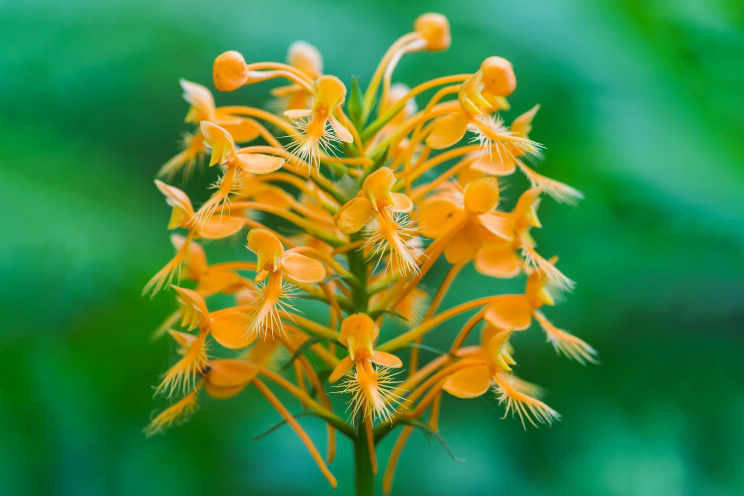 Orange Fringed Orchid