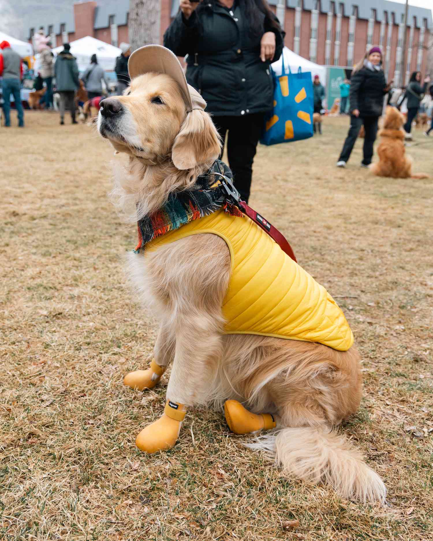 Golden Retriever wearing a jacket and boots