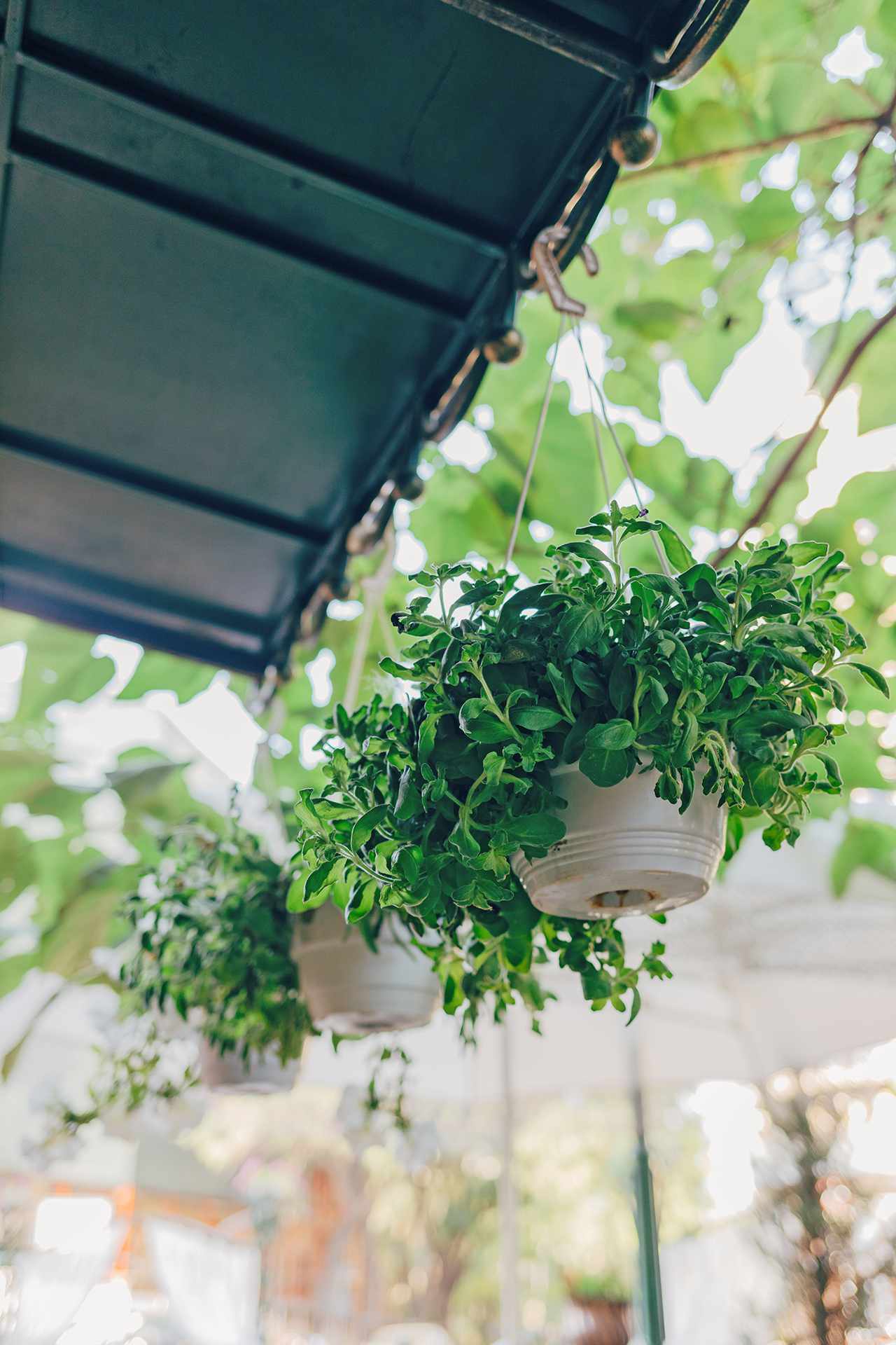 patio hanging plants from metal roof