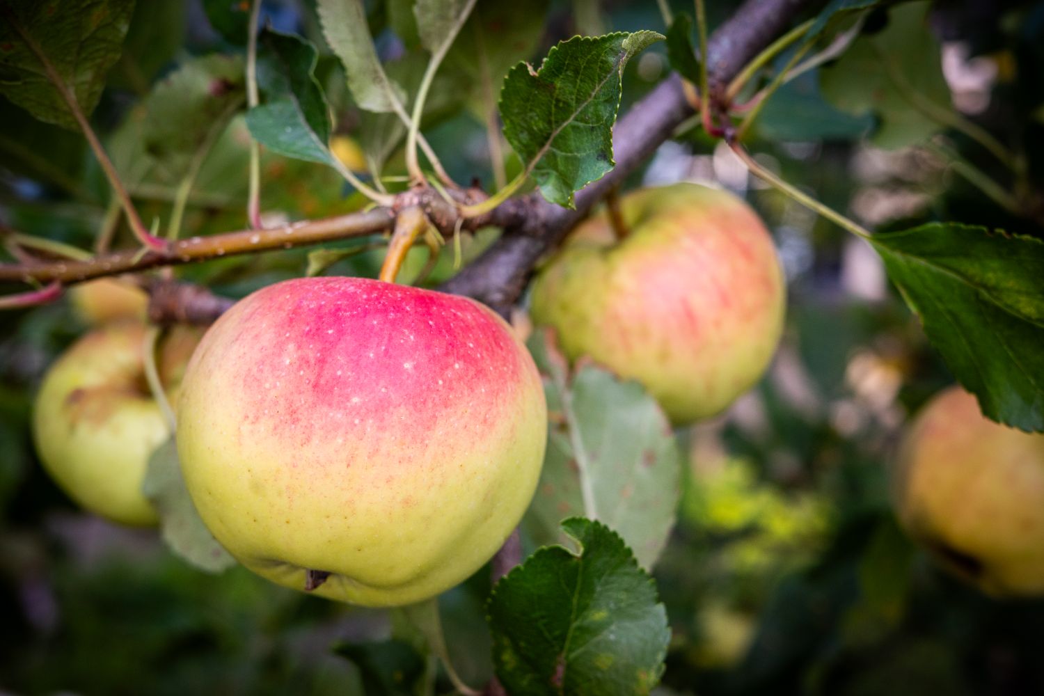 Apples hanging from a tree branch with leaves