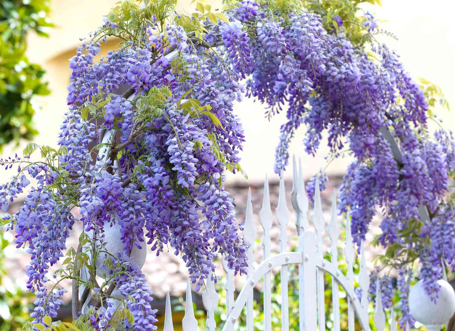 purple Wisteria growing on fence