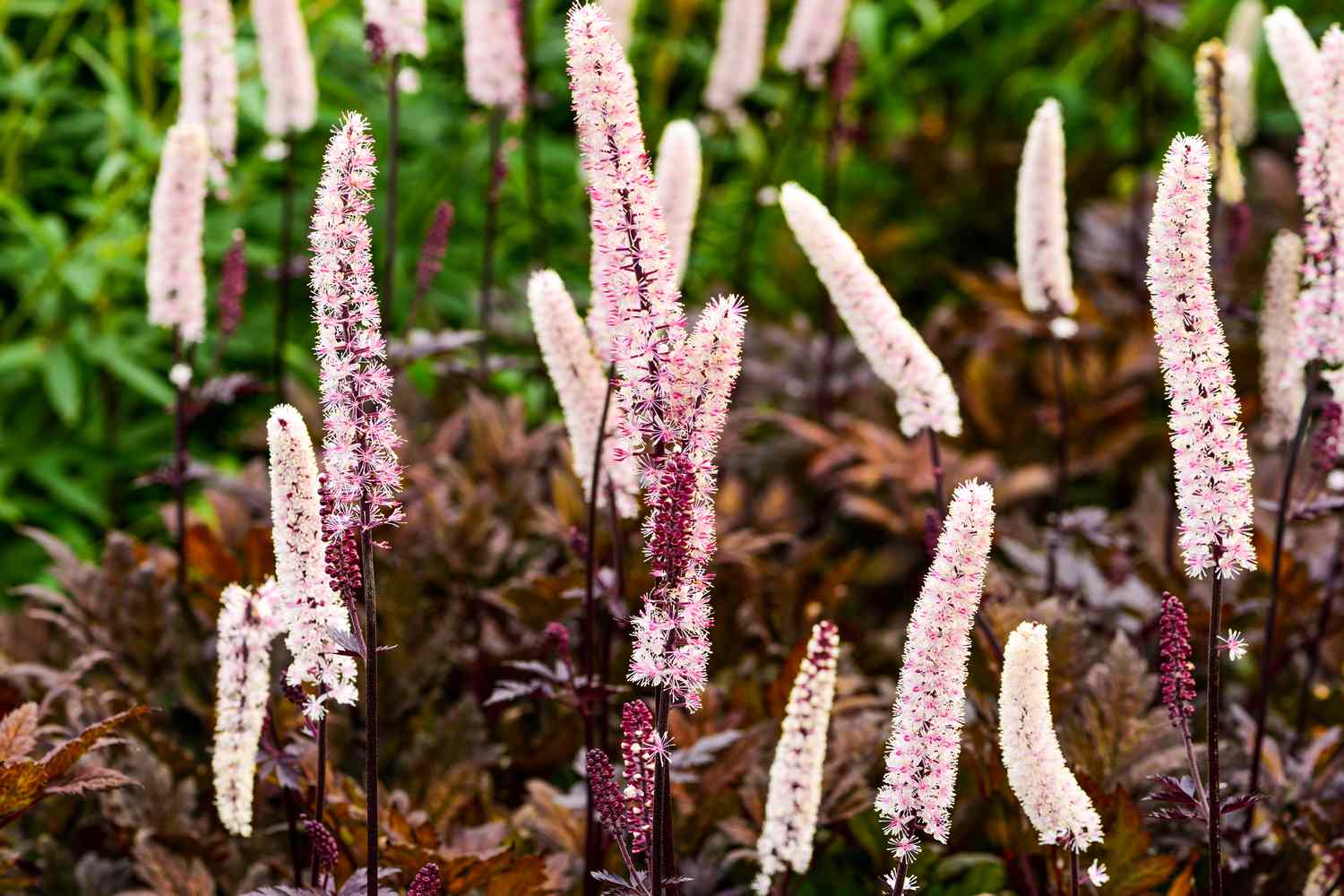 Actaea 