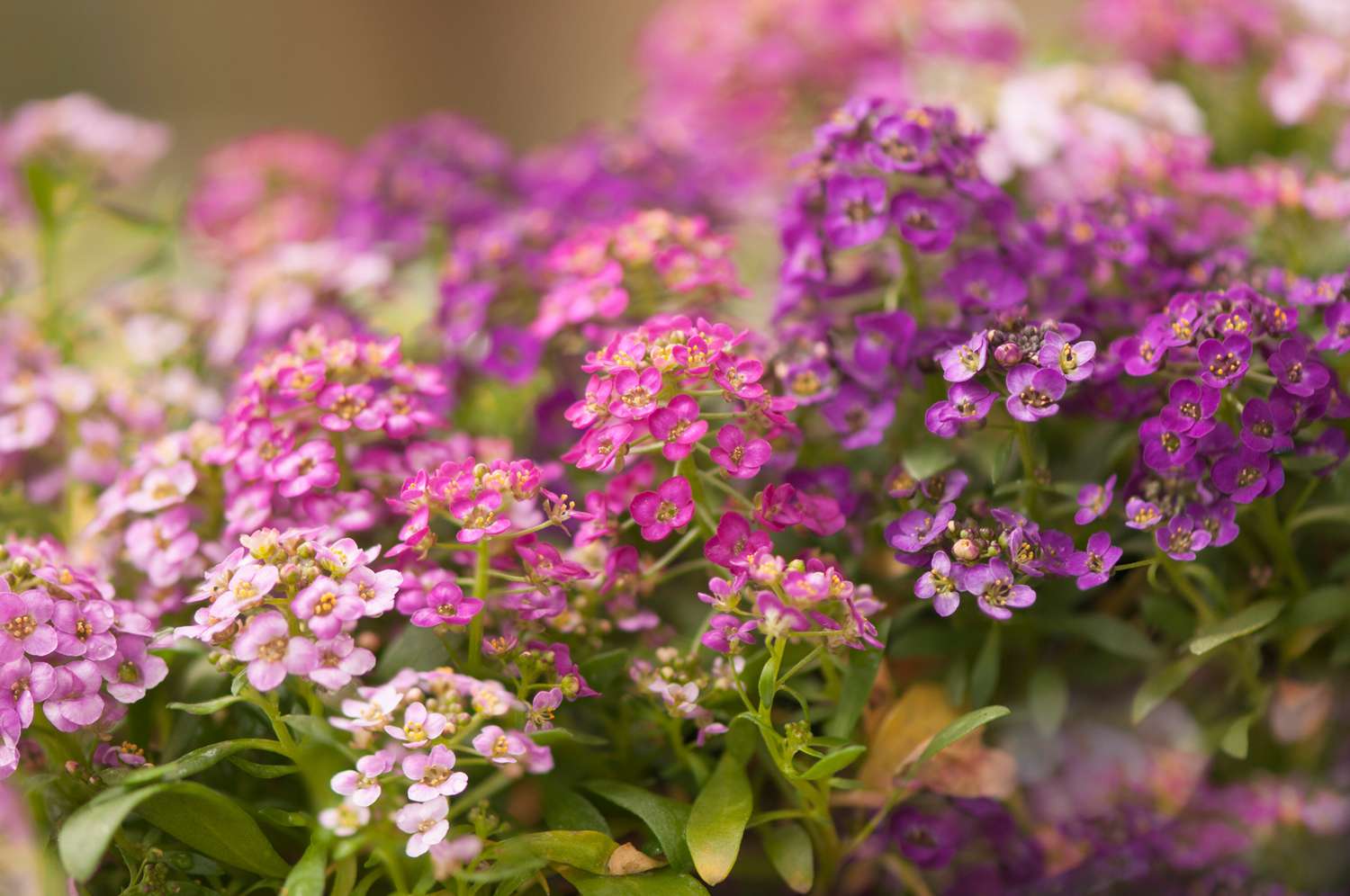 Sweet Alyssum