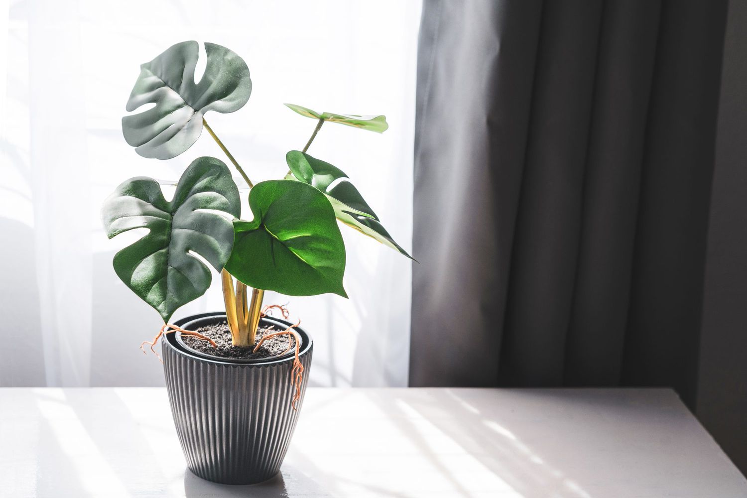 monstera plant in sunlight