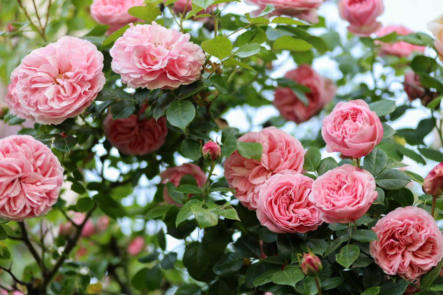 Kiss me kate climbing roses