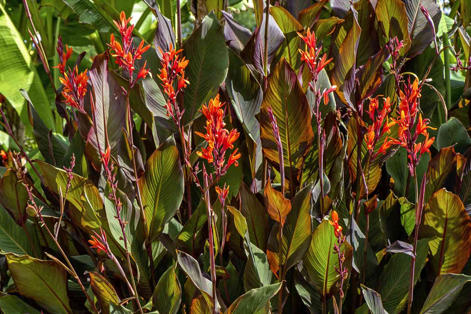 Beautiful vibrant coloured Cannas - Canna Lily orange flowers