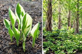 Hosta plants sprouting in mulch on the left and a landscaped area with trees and hostas on the right