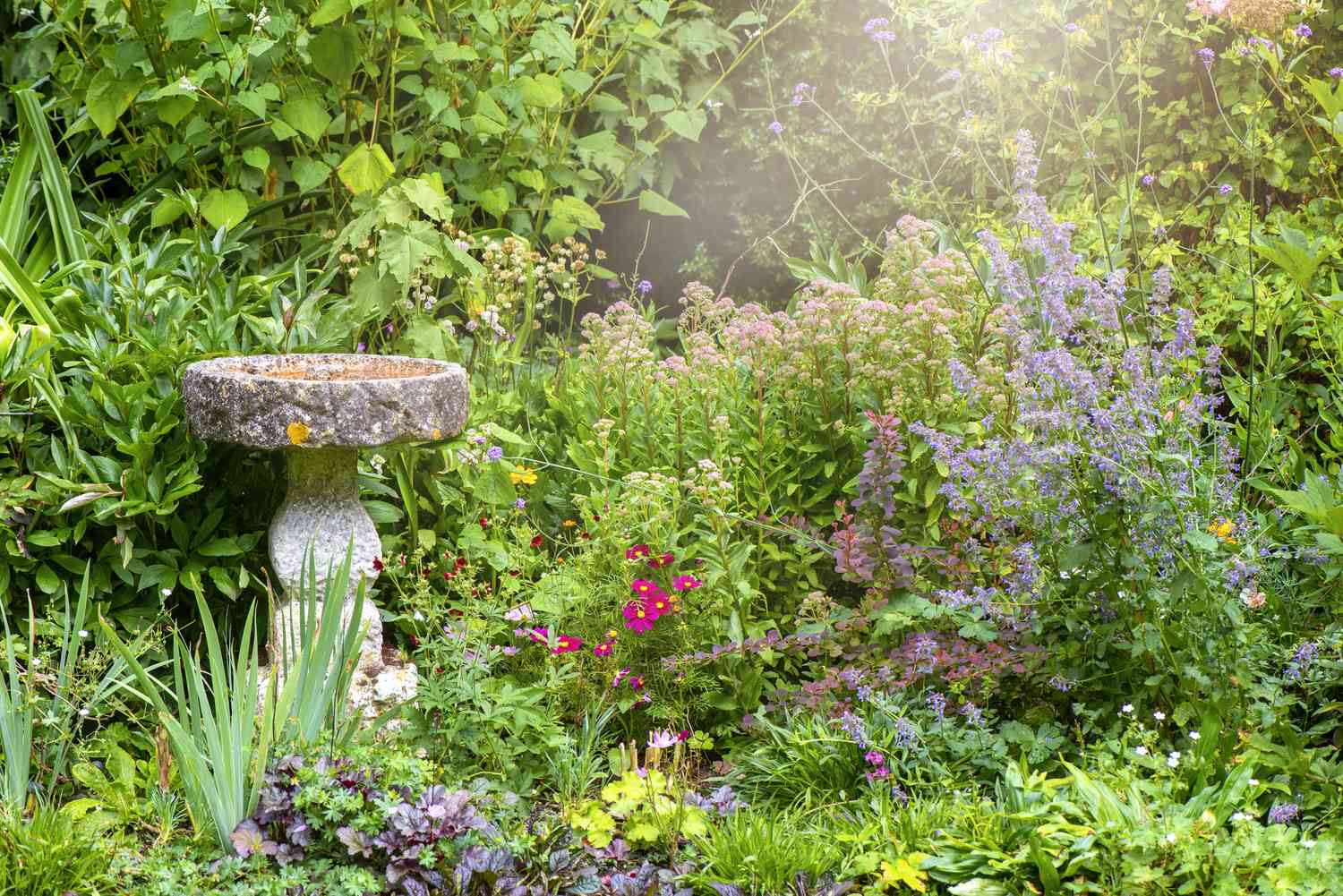Garden with bird bath