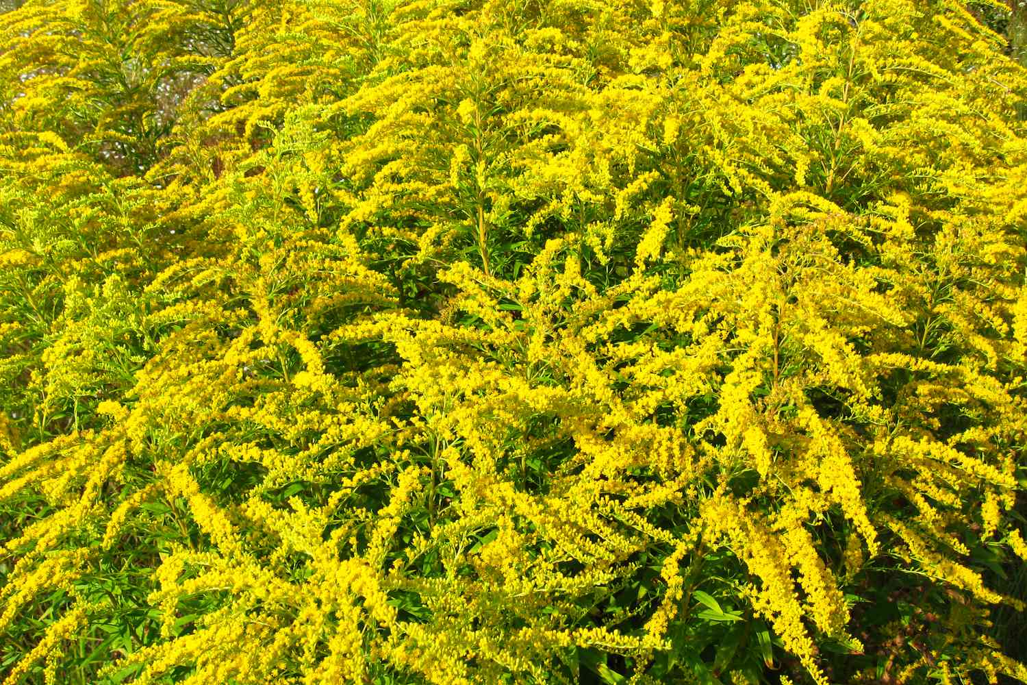 Fall Goldenrod