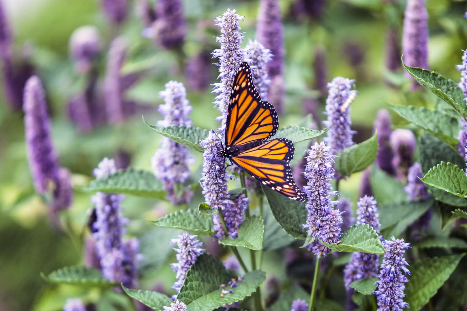 Anise hyssop visited by a monarch butterfly