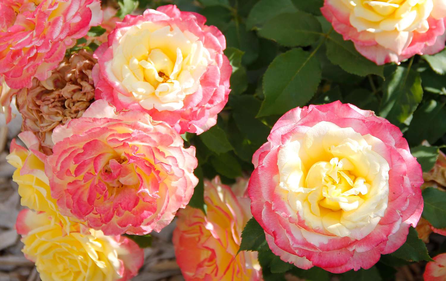 Life of the party roses