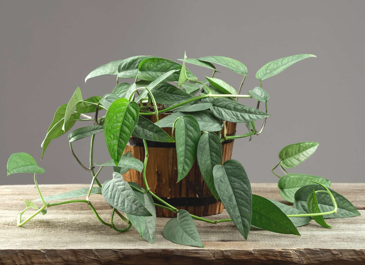 Ceba Blue variety of a pothos plant on a table