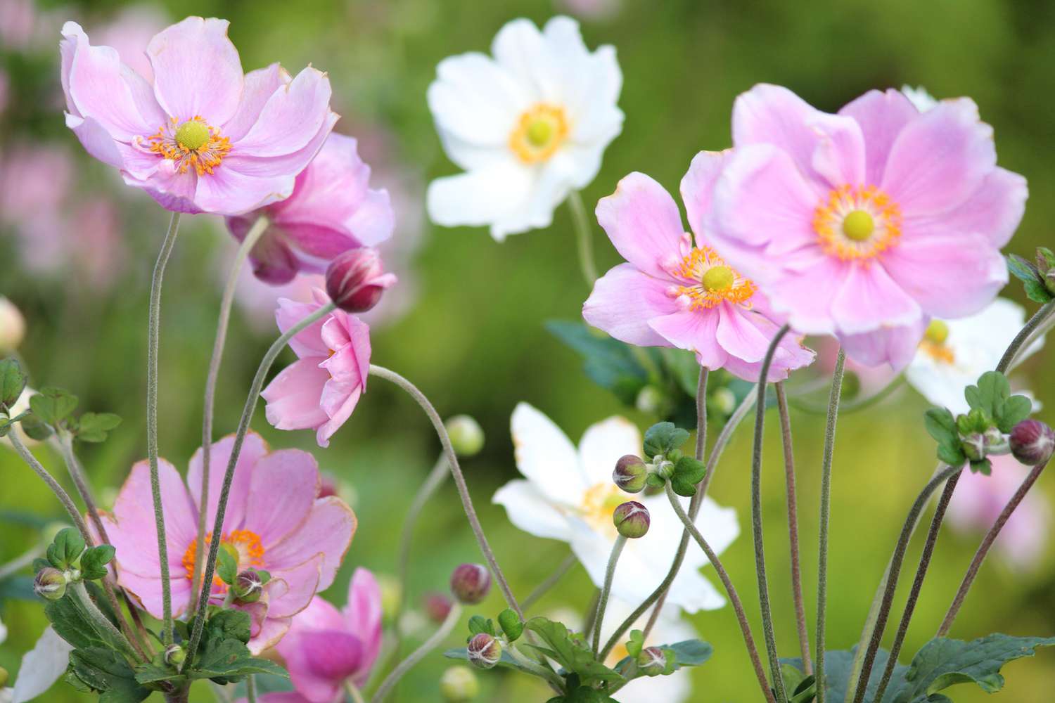pink and white petalled flowers in a green garden setting