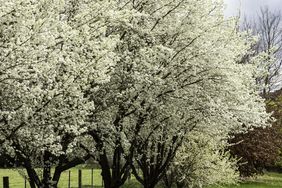 bradford pear trees