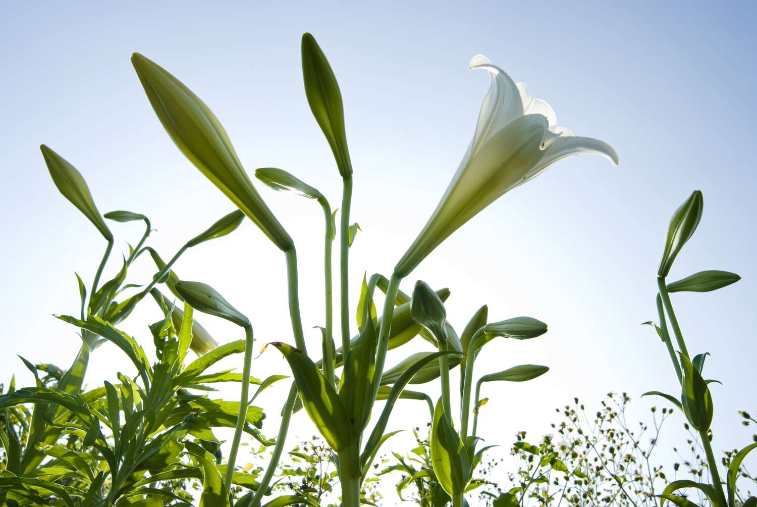 Lily flowers blooming viewed from below against the sky