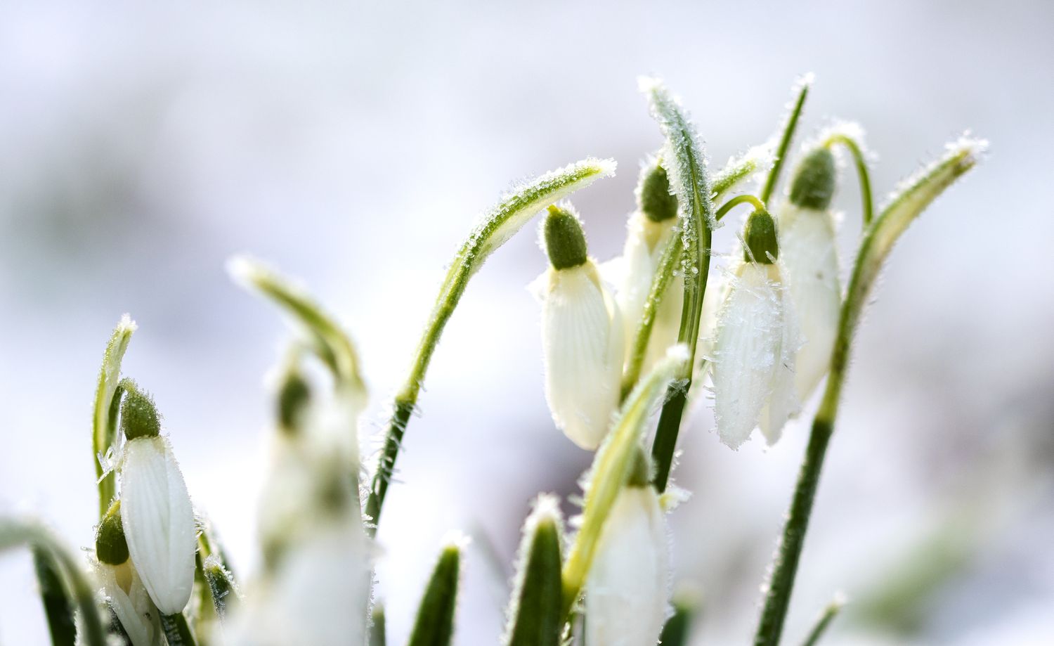 Snowdrop flowers in winter with frost covered petals