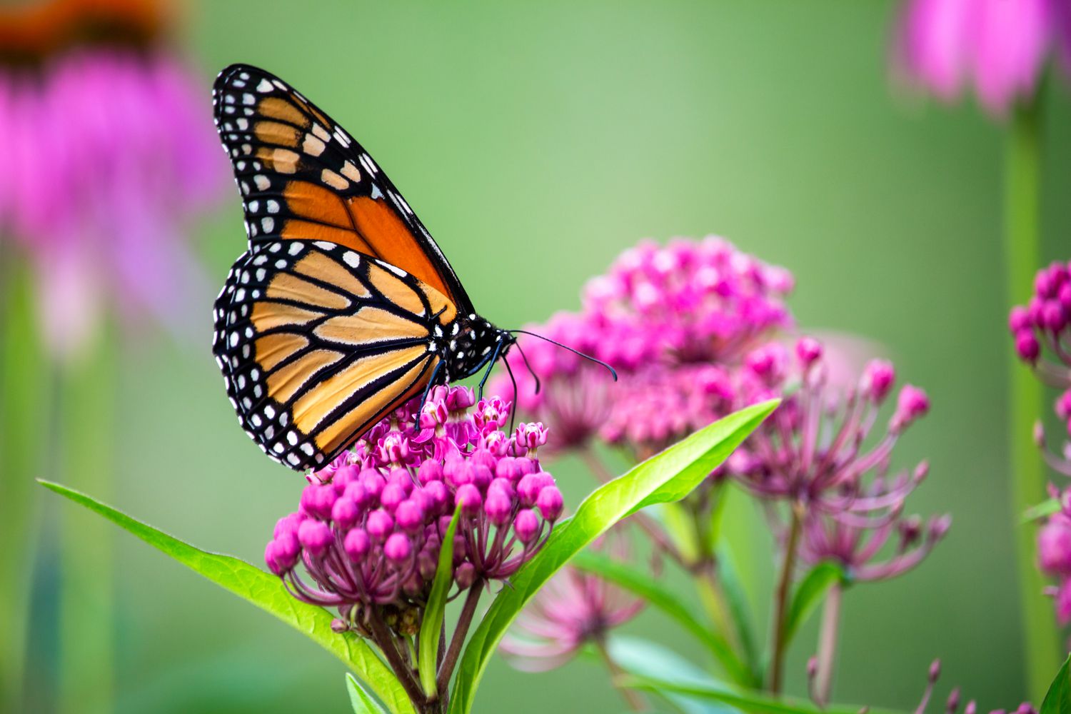 Milkweed with monarch butterfly