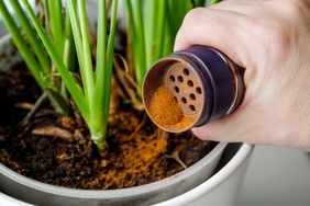 Cinnamon being applied to the soil of a potted houseplant