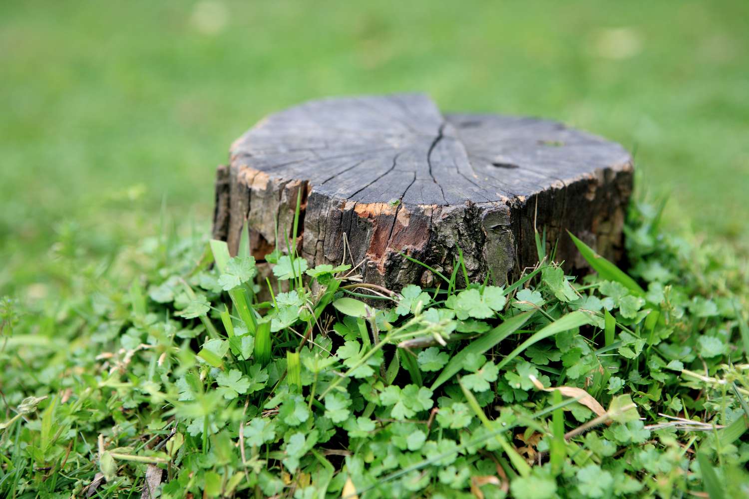 boot of tree with grass around