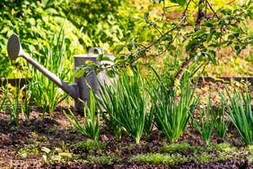 Fall garden of vegetables