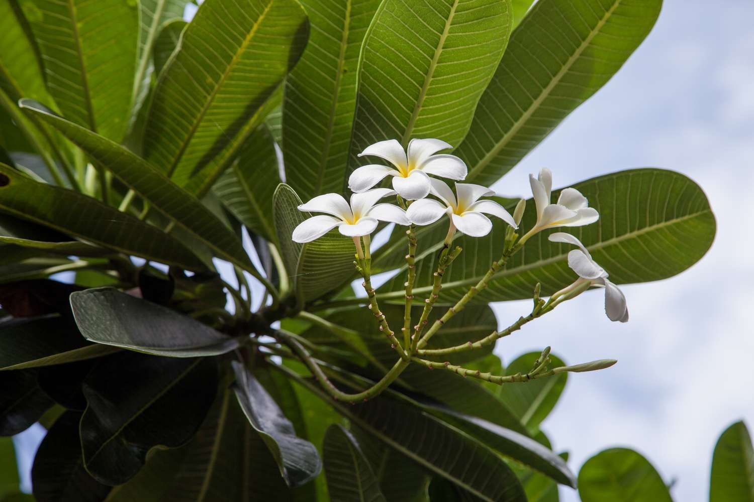 plumeria flowers on outdoor plant