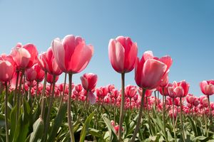 A field with numerous tulips in bloom under a clear sky