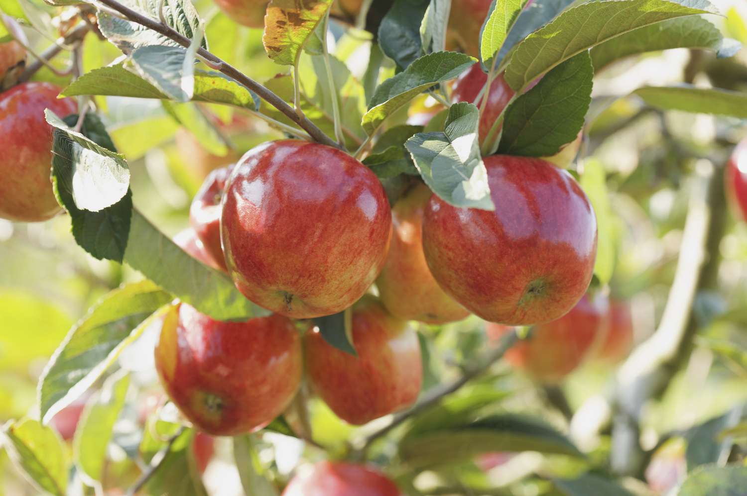 A group of apples growing on a tree among leaves