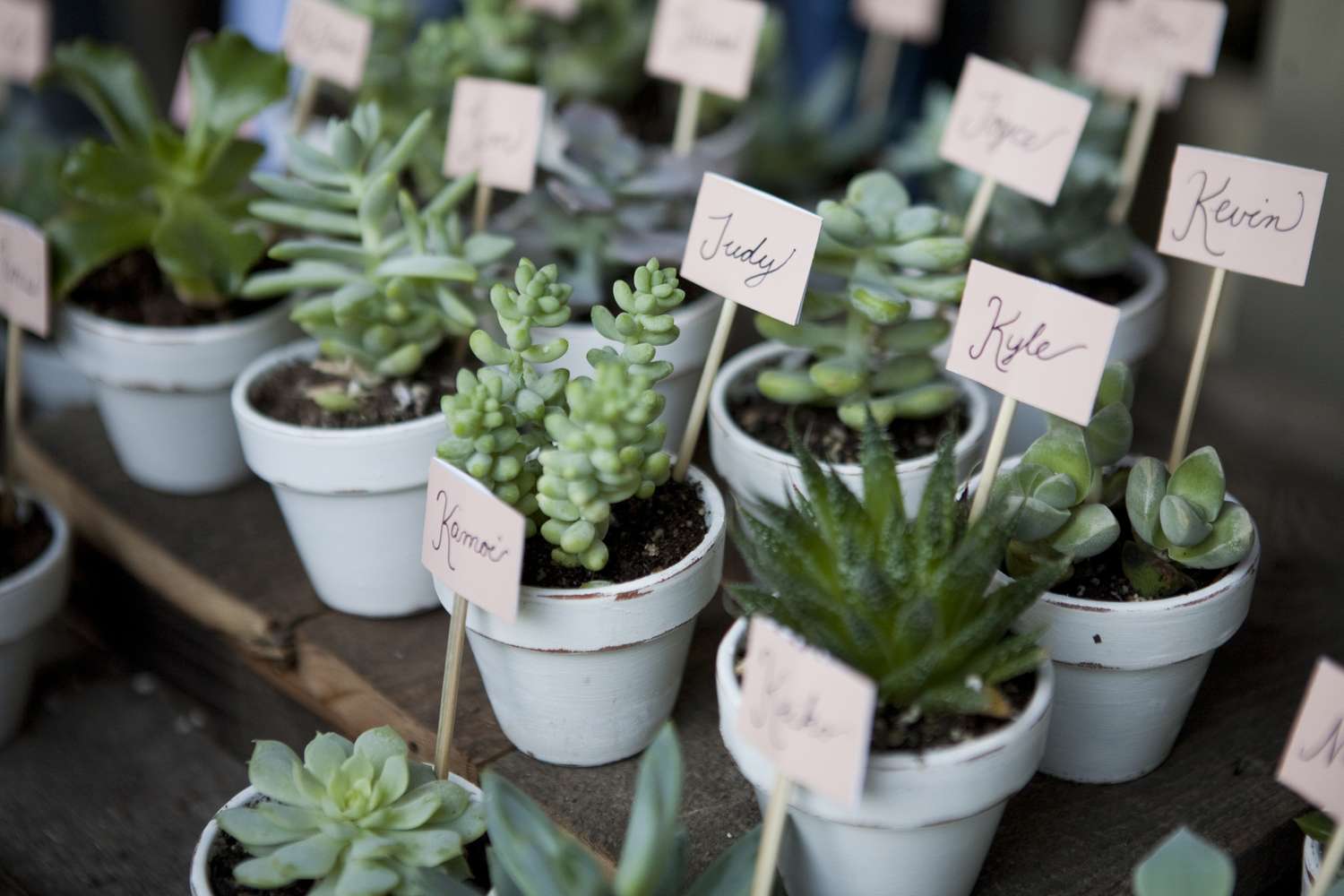 Small potted succulents with handwritten name cards placed in them on a wooden surface
