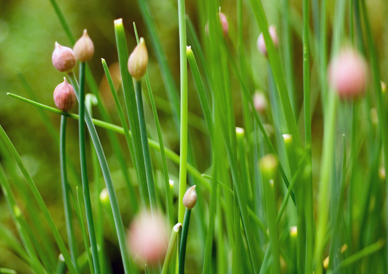 Chive plant