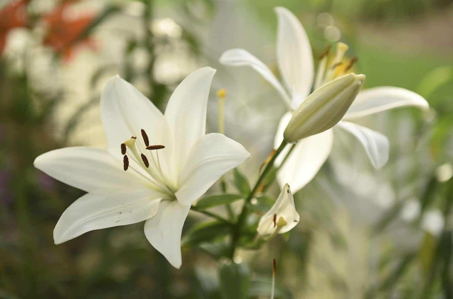 Asiatic Lilies