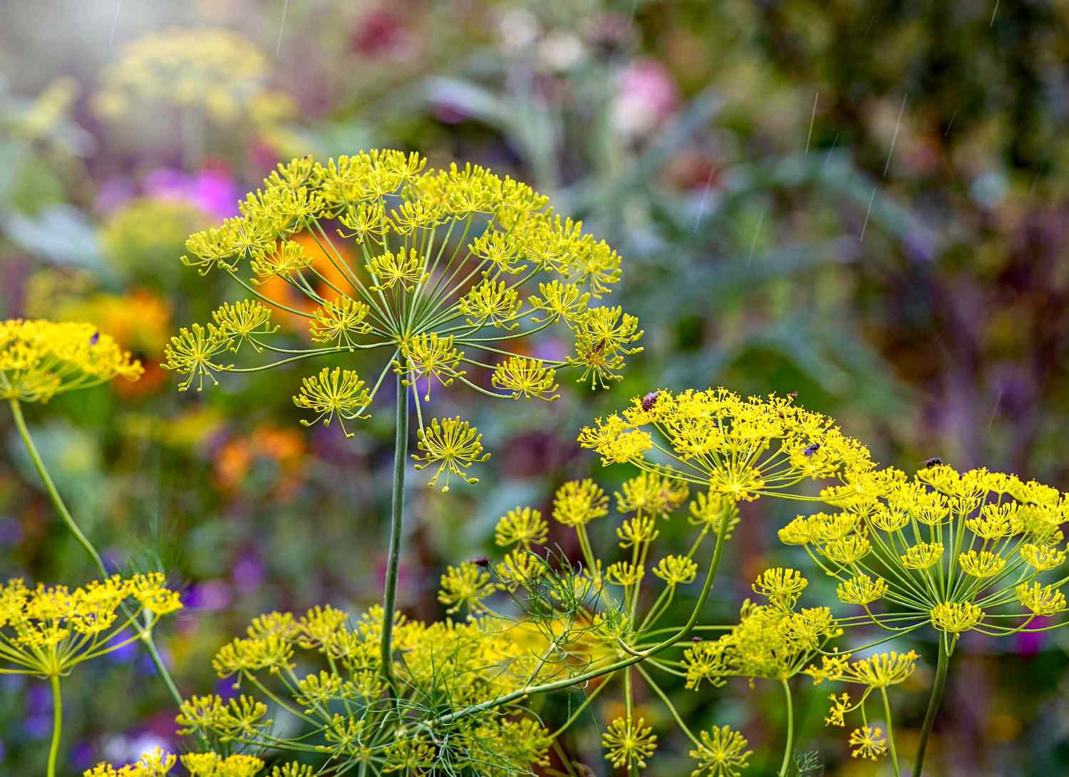 fennel growing in a garden