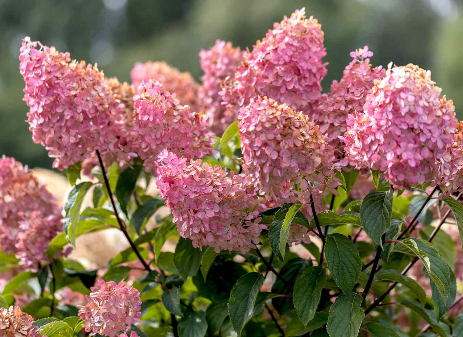 pink hydrangeas blooming in a garden